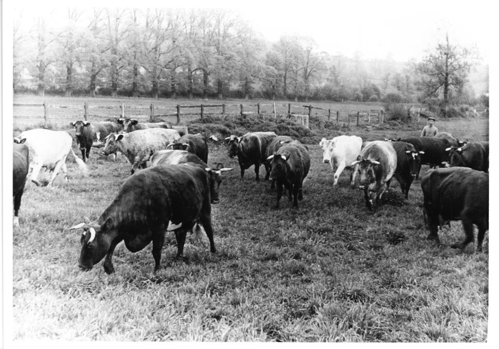 1950. Harold Maslen and cattle in 13 acres, Avenue Field and the fine elm trees in the background. They were felled in 1955