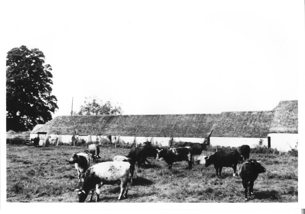 Photo taken in Manor Farm Paddock 1950