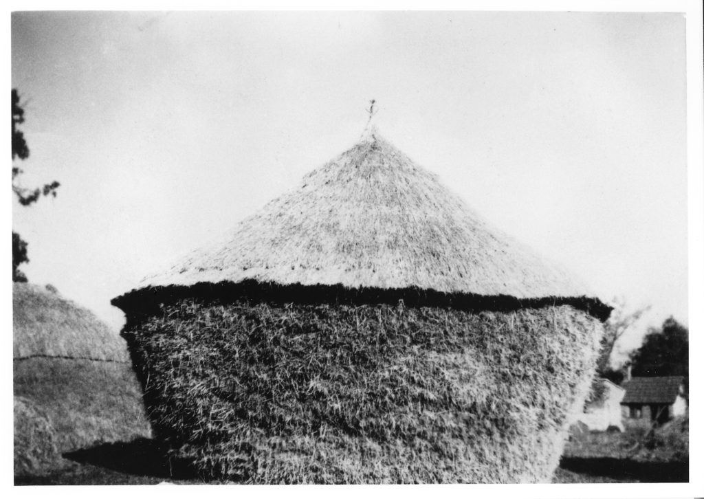 This fine rick built and thatched by Charlie Derham at the back of Manor Farm. Capt Fielding-Johnson the owner. 1936