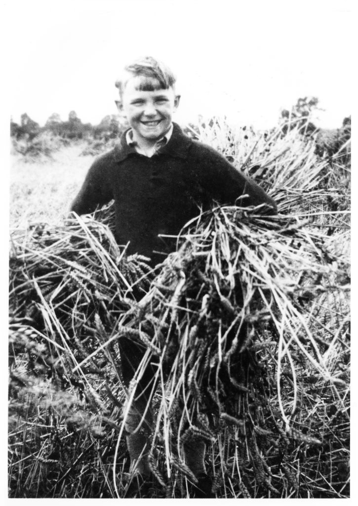 1932. Reg Rumming stooking sheaves of wheat behind Croat Wood