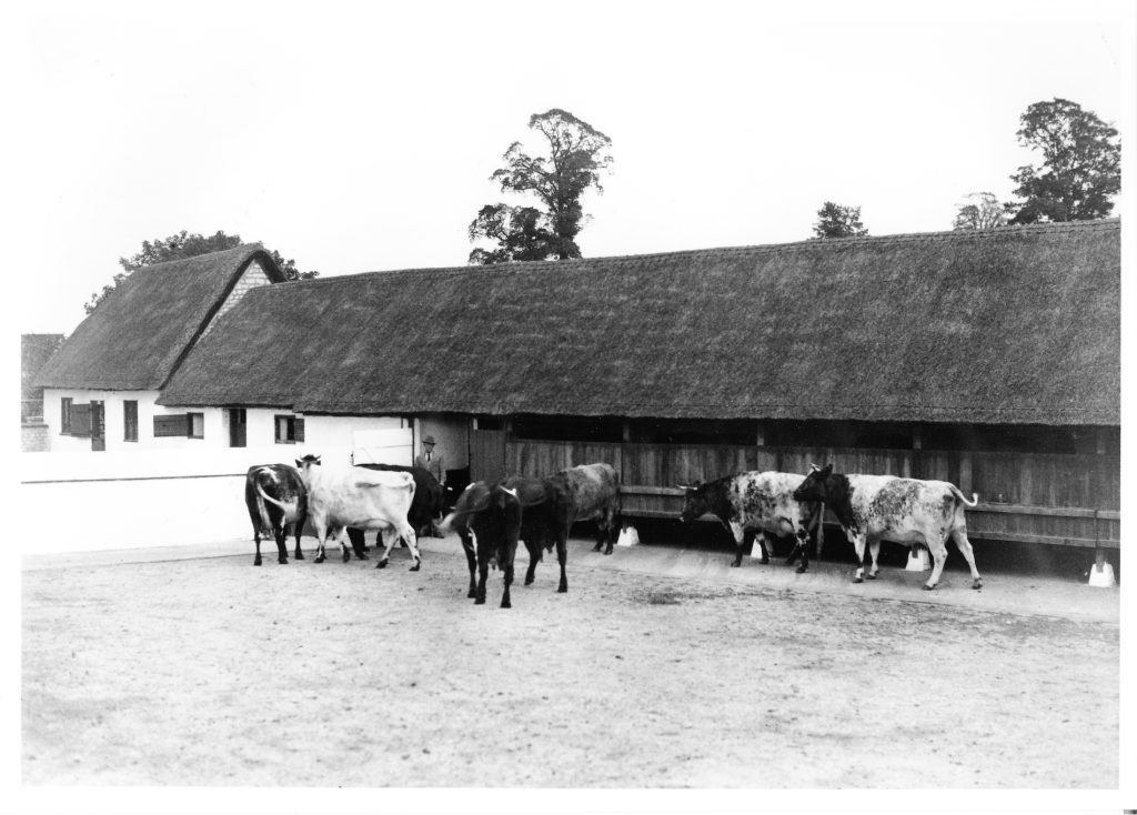 1933. Cattle in yard at Manor Farm. William Fielding Johnson in background.