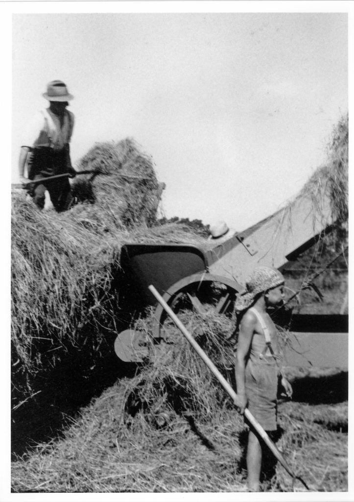 1935. Haymaking on Compton Farm, then owned by Mr Charles Birnstingl and one of his sons standing by the elevator. Bill Rumming "off loading”.