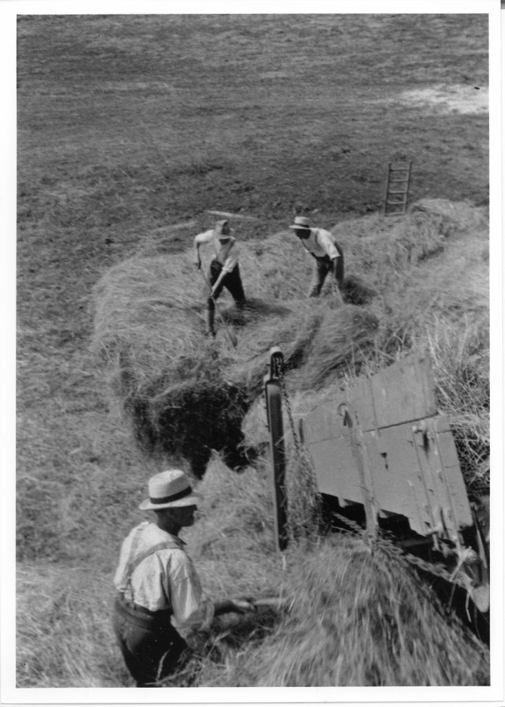 1935. Bill Rumming and Walter Woodman off-loading. Joe Becket building the rick.