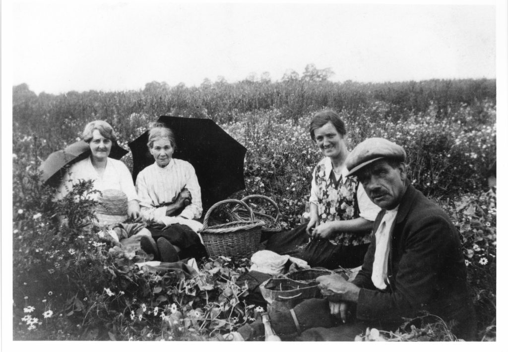 1926. Pea picking at Sands Farm, Farmer Harry Henly. 1, Mrs "Fan" Fisher; 2, Alma " Granny" Rumming; 3. Mrs Flo Taylor; 4. Jack Rumming