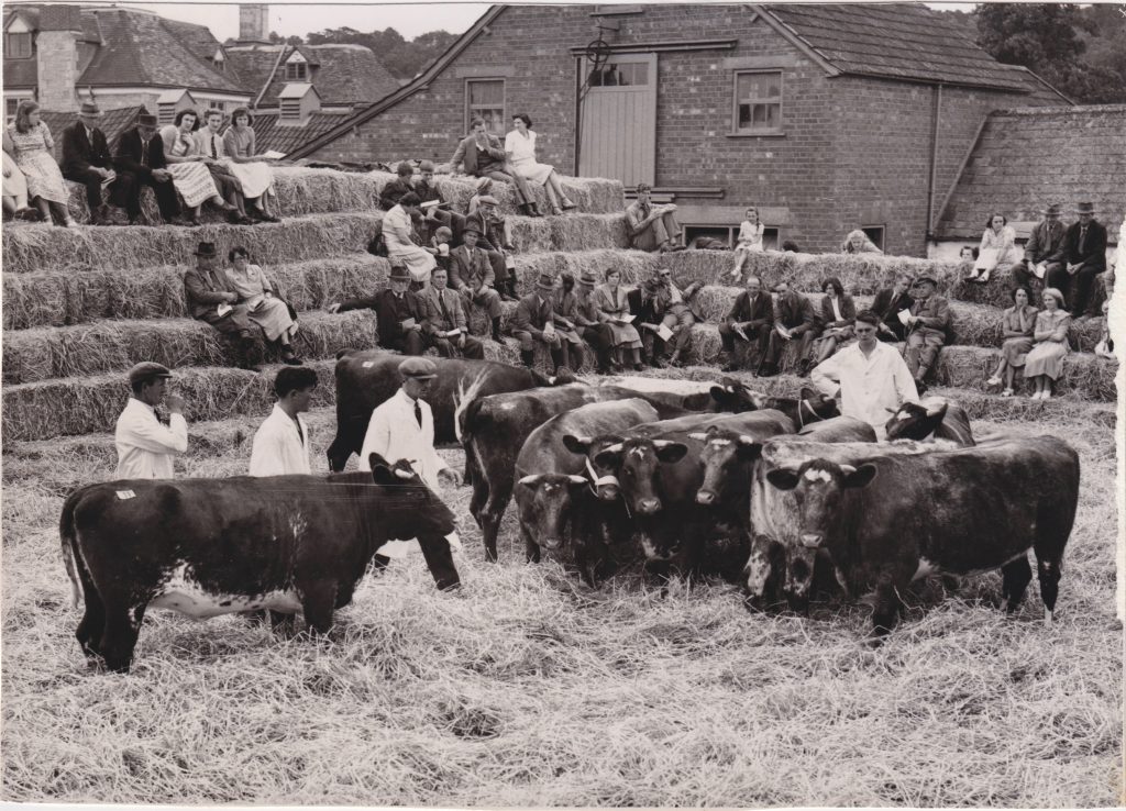 Manor Farm Livestock demonstration 1950