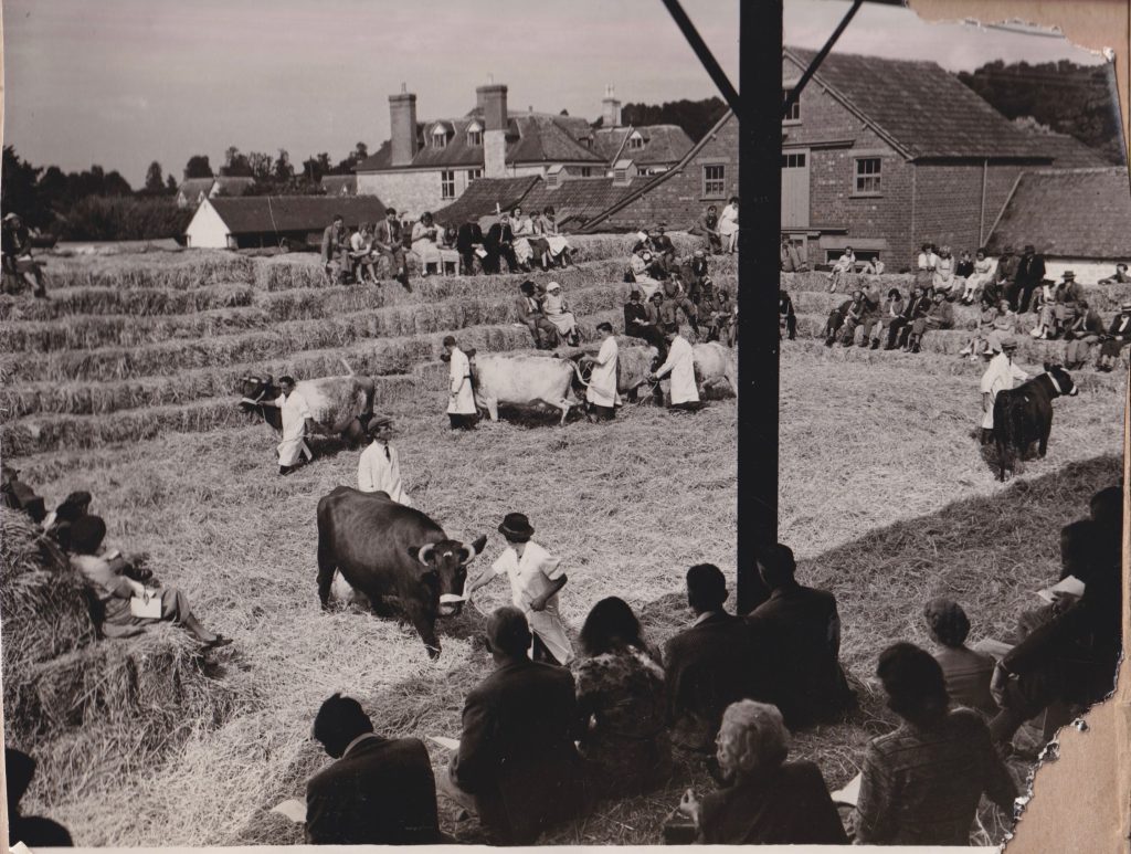 Manor Farm Livestock demonstration 1950
