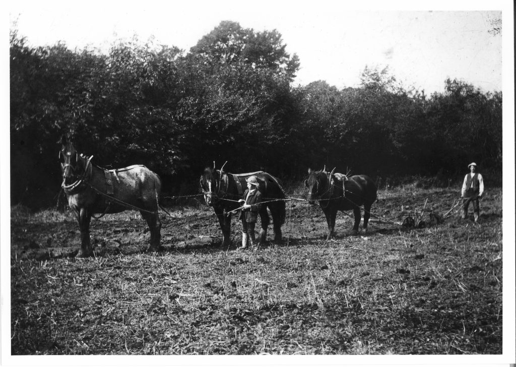 c.1914. Jim Rumming, Ploughman. Frank Woodman, ploughboy. Taken in small allotments. No doubt one of these horses was being "broken in" to ploughing.