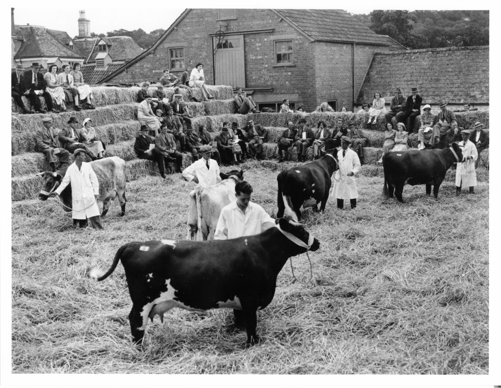 1950 Livestock demonstration held at Manor Farm, Compton Bassett. The Eff-Jay herd of dairy shorthorns.