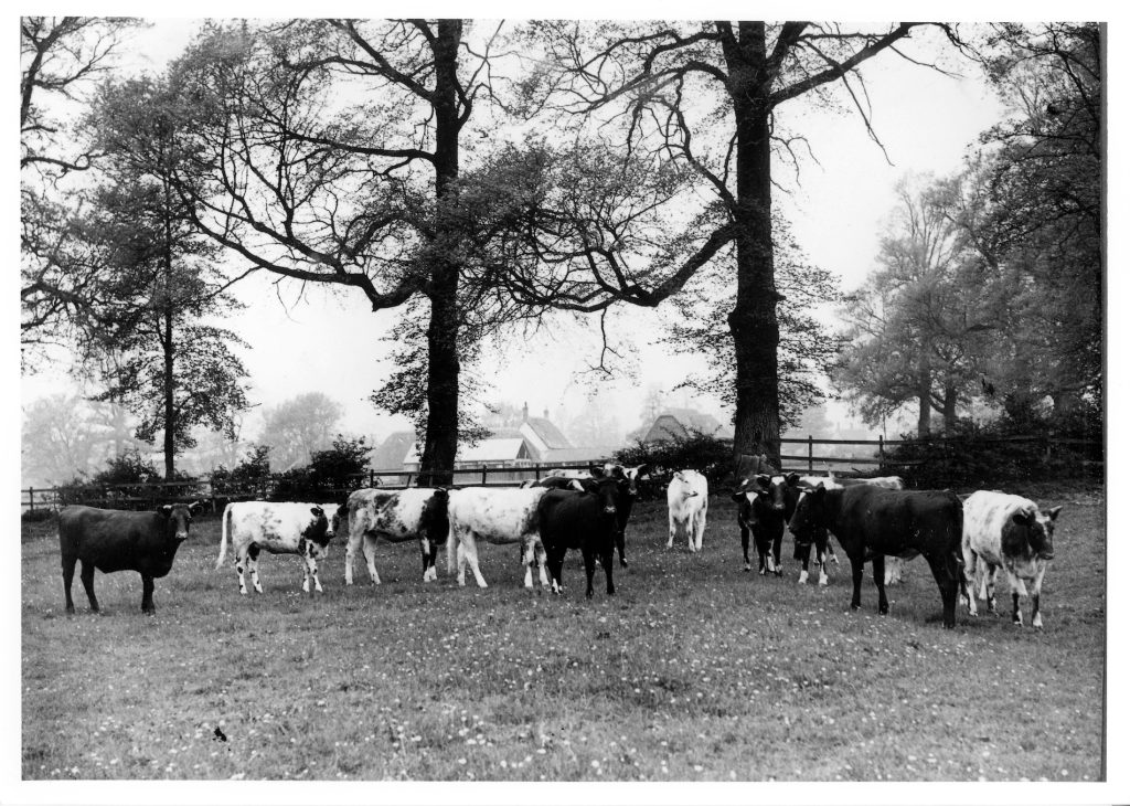 Taken in Avenue Field. Note the flora and on the right - elm trees in Marshalls. The end of the avenue c.1937