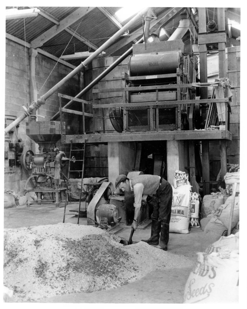 1956. Reg Rumming mixing cattle feed in the Granary at Manor Farm