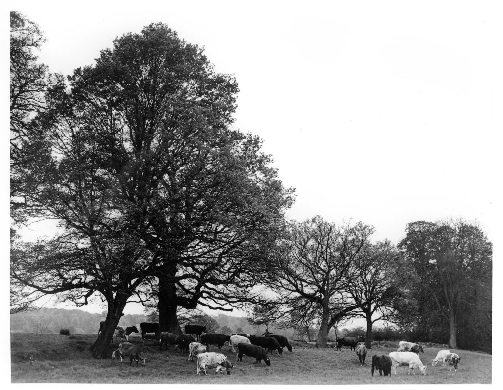 Taken in Little fishers. The Eff-Jay herd and some fine oaks 1950