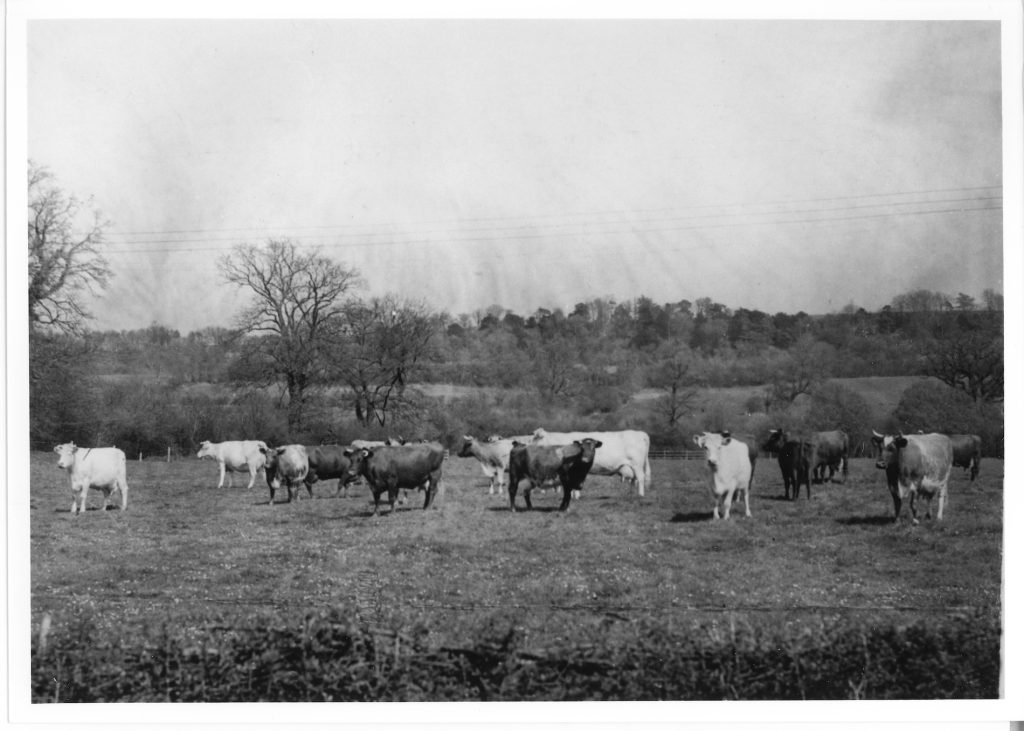 Cattle in Street Home Field 1950